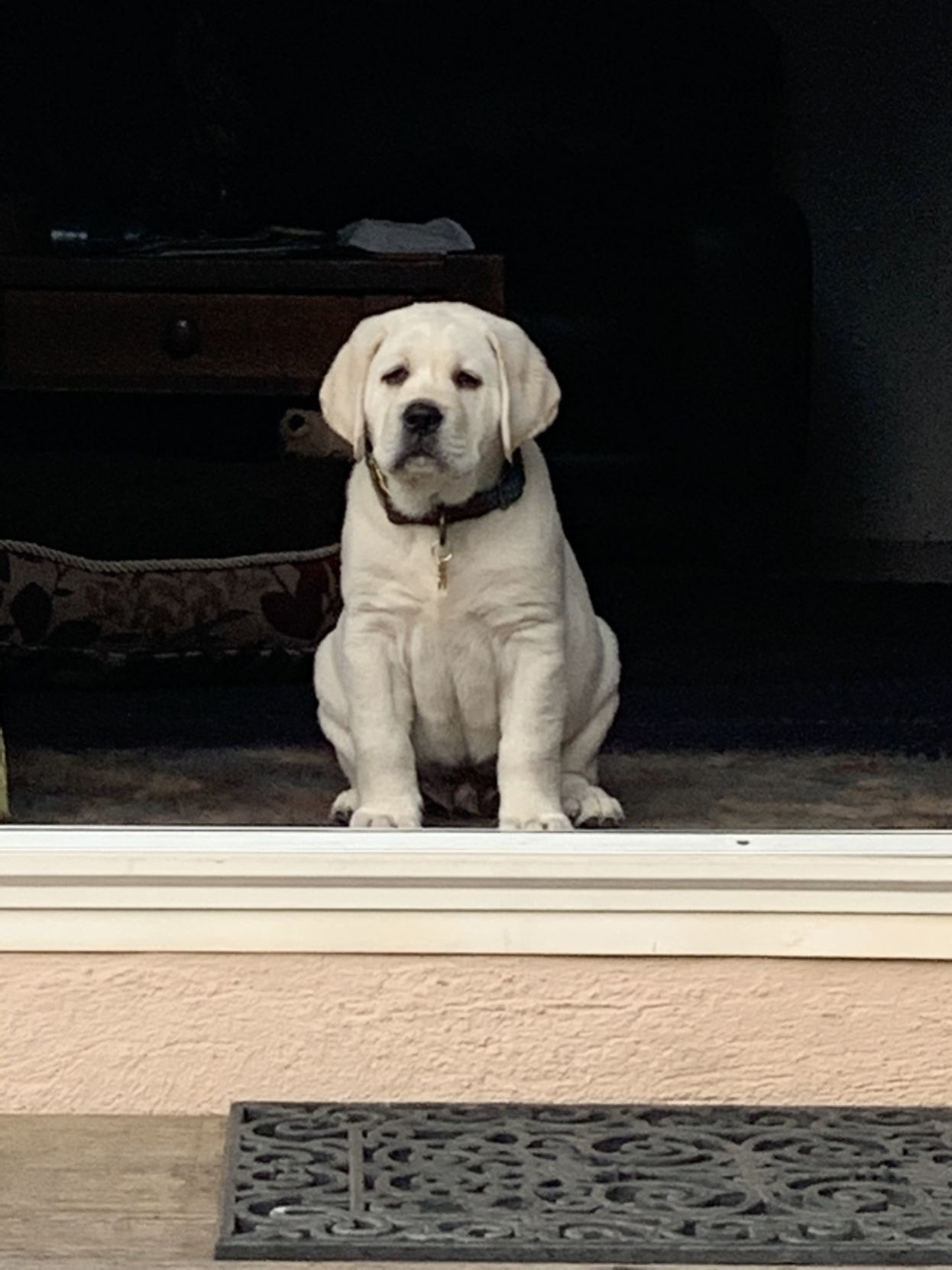 Hank